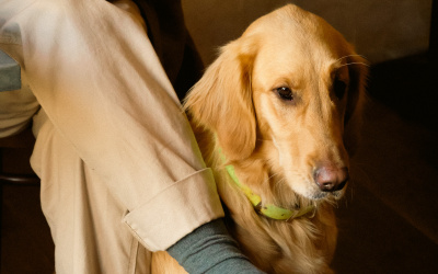 ambiance glouglou belleme cave chien gesret